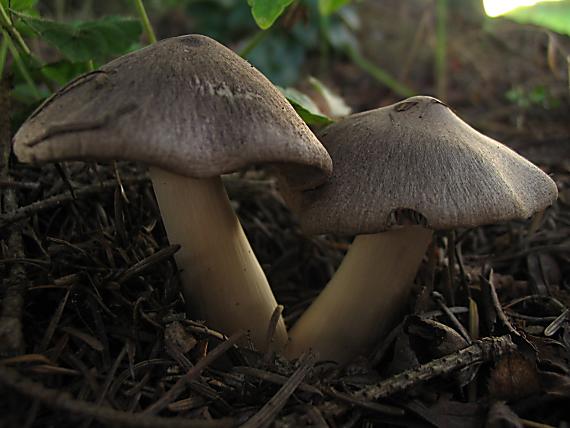 čírovka zemná Tricholoma terreum (Schaeff.) P. Kumm.