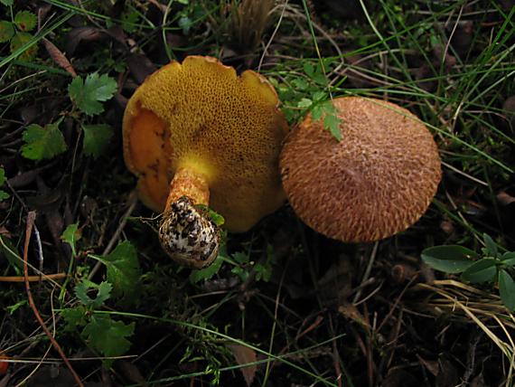 masliak duglaskový Suillus lakei (Murrill) A.H. Sm. & Thiers