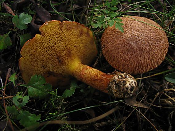 masliak duglaskový Suillus lakei (Murrill) A.H. Sm. & Thiers