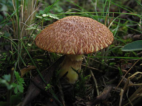 masliak duglaskový Suillus lakei (Murrill) A.H. Sm. & Thiers