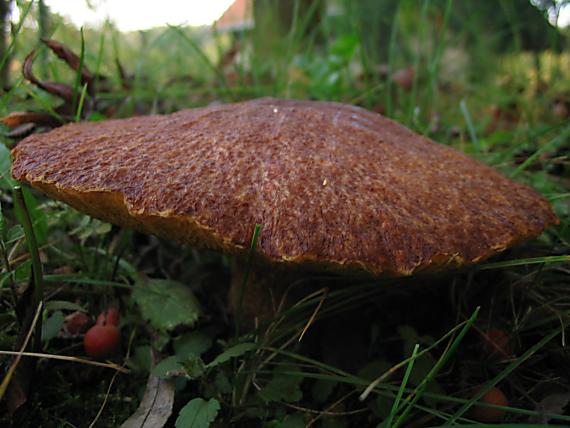 masliak duglaskový Suillus lakei (Murrill) A.H. Sm. & Thiers