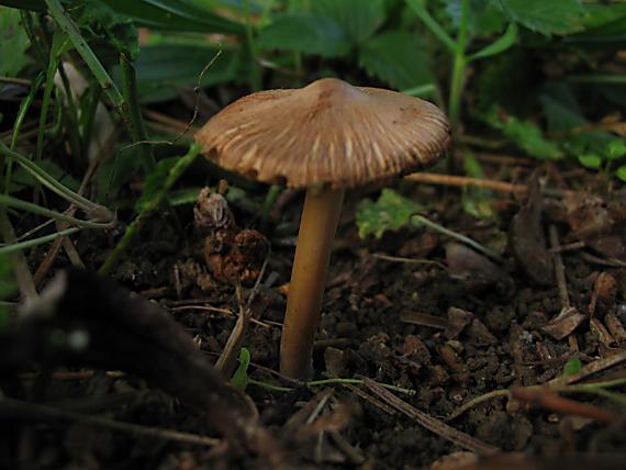 vláknica Inocybe sp.