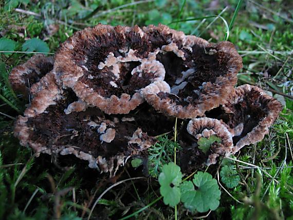 plesňovka zemná Thelephora terrestris Ehrh.