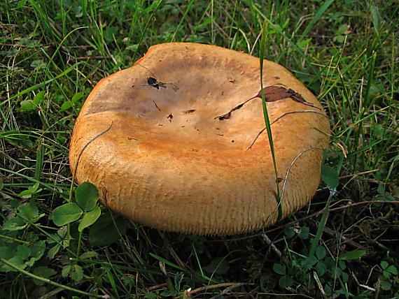 čechračka podvinutá Paxillus involutus (Batsch) Fr.