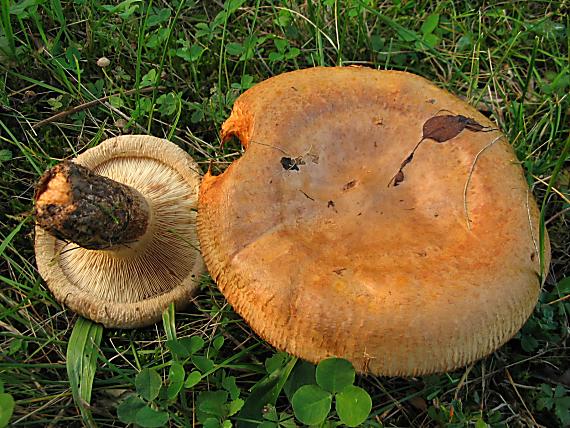 čechračka podvinutá Paxillus involutus (Batsch) Fr.