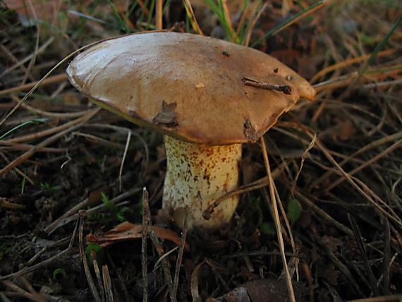 masliak zrnitý Suillus granulatus (L.) Roussel