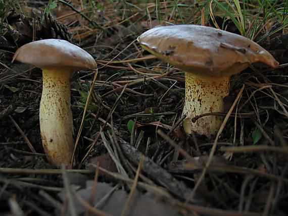 masliak zrnitý Suillus granulatus (L.) Roussel