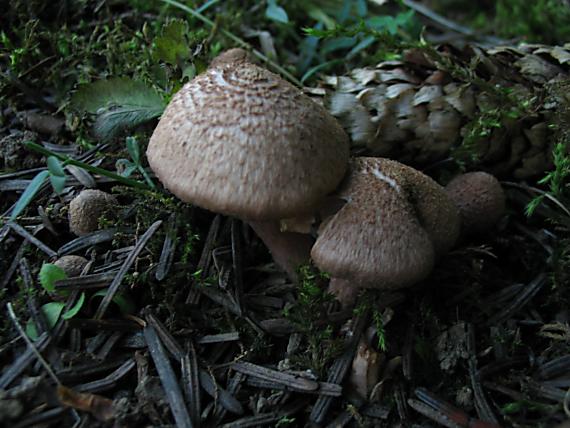 vláknica Inocybe sp.