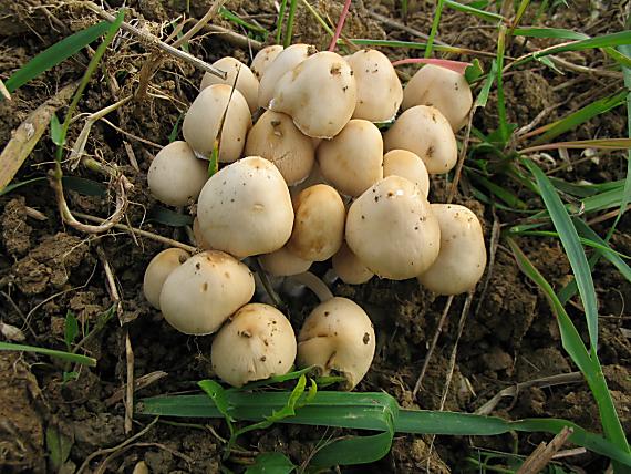 drobuľka trsovitá Psathyrella multipedata (Peck) A.H. Sm.