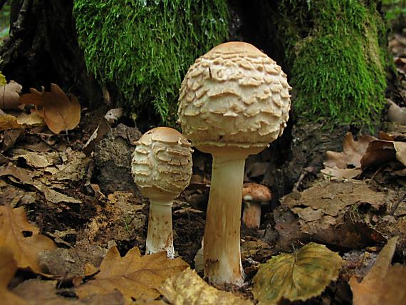 bedľa červenejúca Chlorophyllum rachodes (Vittad.) Vellinga