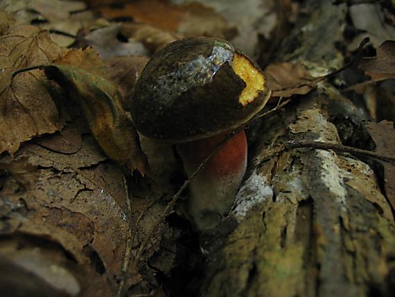 suchohríbnik zamatový Xerocomellus pruinatus (Fr. & Hök) Šutara