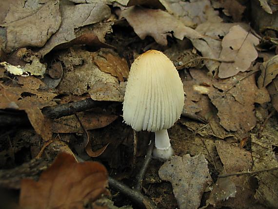 hnojník lúčový Coprinellus radians (Desm.) Vilgalys, Hopple & Jacq. Johnson