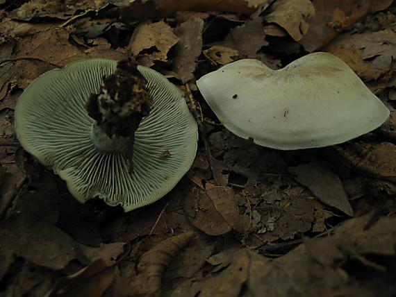 strmuľka anízová Clitocybe odora (Bull.) P. Kumm.