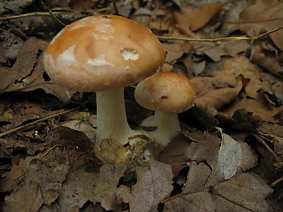 bielopavučinovec hľuznatý Leucocortinarius bulbiger (Alb. & Schwein.) Singer