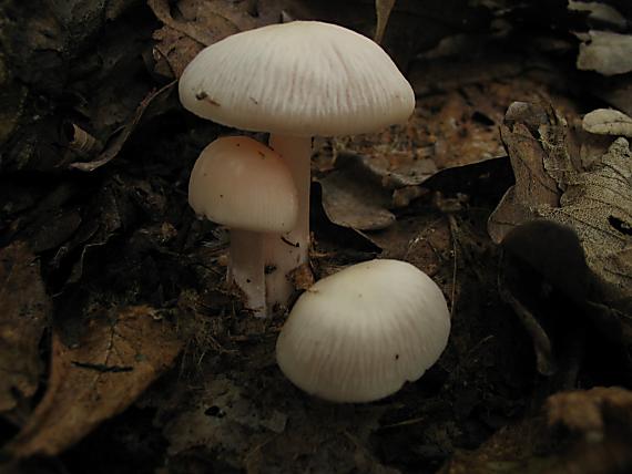 prilbička ružovkastá Mycena rosea Gramberg