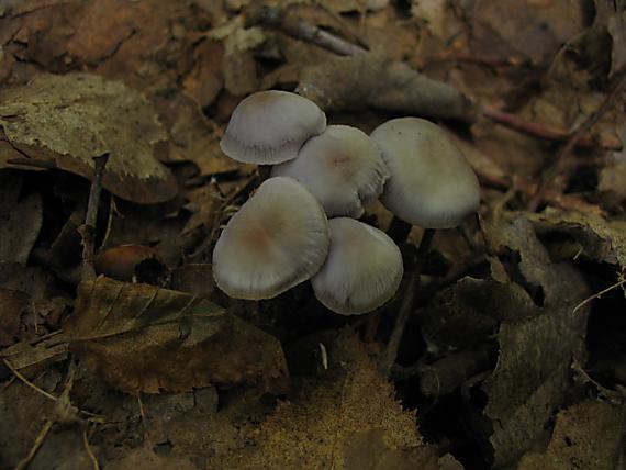 prilbička reďkovková Mycena pura (Pers.) P. Kumm.