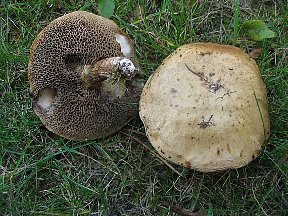 masliak lepkavý Suillus viscidus (L.) Roussel