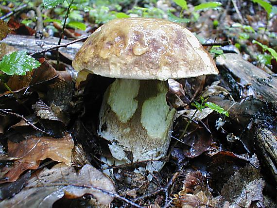 hríb dubový Boletus reticulatus Schaeff.