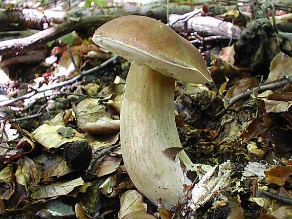 hríb dubový Boletus reticulatus Schaeff.