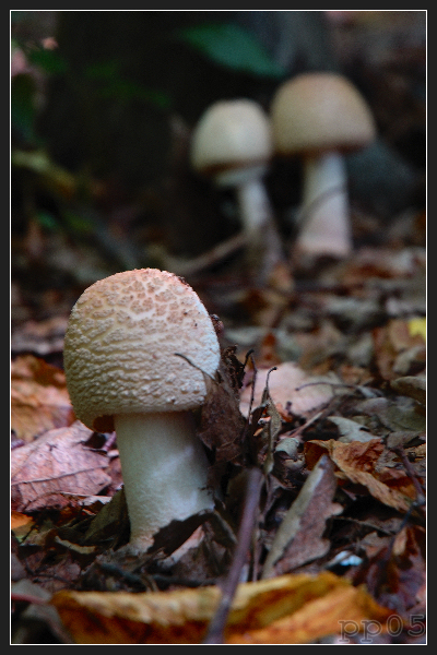 muchotrávka červenkastá Amanita rubescens Pers.