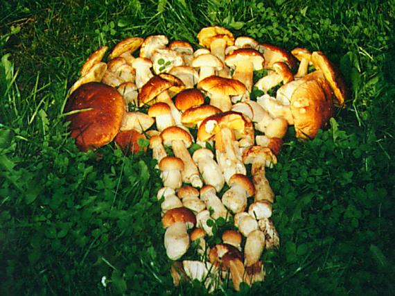 hríb dubový Boletus reticulatus Schaeff.