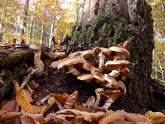 podpňovka tmavá Armillaria ostoyae (Romagn.) Herink