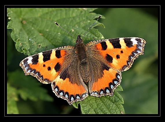 babočka kopřivová Aglais urticae