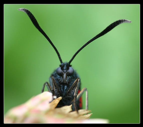 vretienka obyčajná Zygaena filipendulae