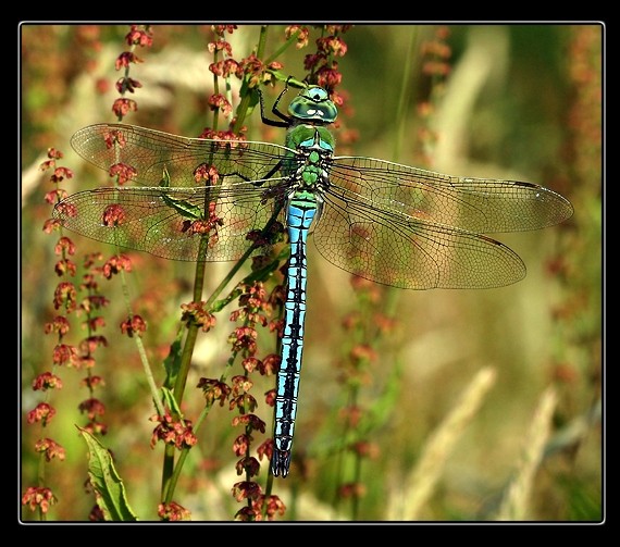 emperor Dragonfly Anax imperator