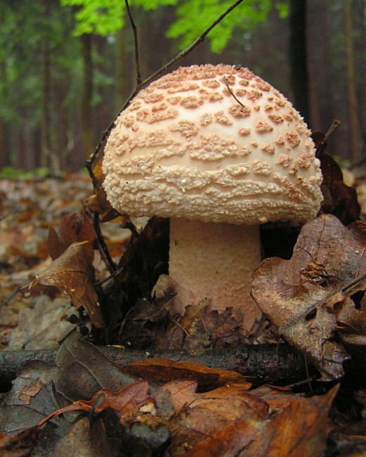 růžovka Amanita rubescens Pers.