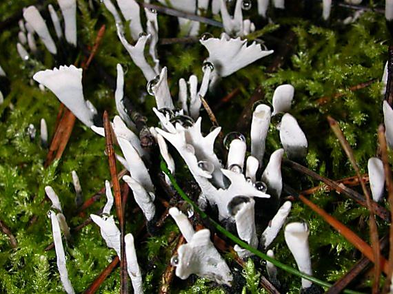 dřevnatka parohatá Xylaria hypoxylon (L.) Grev.