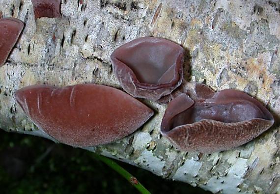 boltcovitka ucho jidášovo Hirneola auricula judae