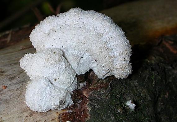 klanolístka obecná Schizophyllum commune Fr.