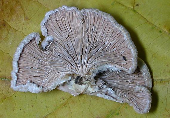 klanolístka obecná Schizophyllum commune Fr.