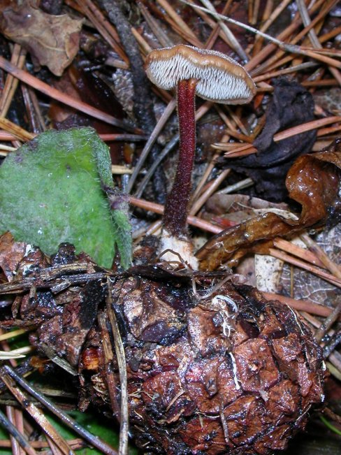 lžičkovec šiškový Auriscalpium vulgare Gray