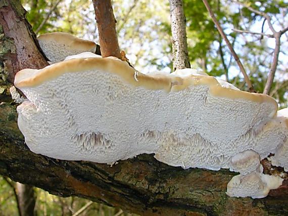 outkovka vonná Trametes suaveolens (L.) Fr.