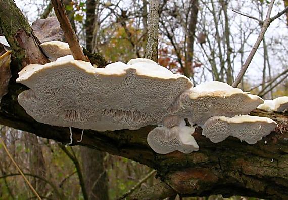 outkovka vonná Trametes suaveolens (L.) Fr.