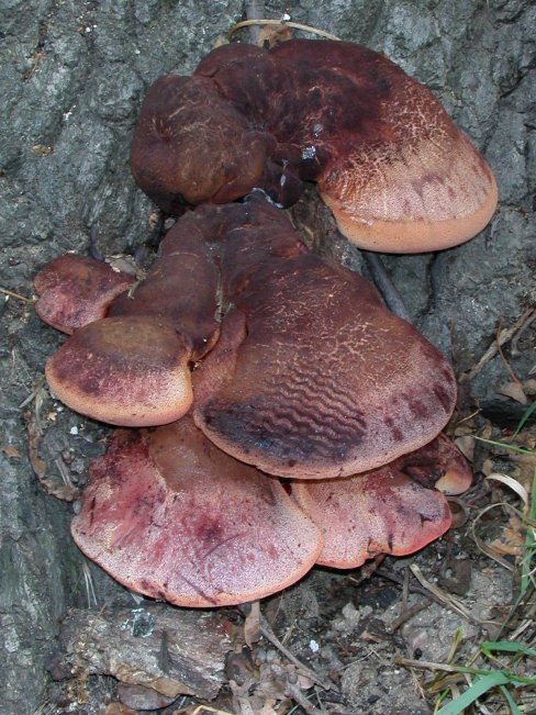 pstřeň dubový Fistulina hepatica (Schaeff.) With.