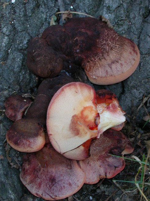 pstřeň dubový Fistulina hepatica (Schaeff.) With.