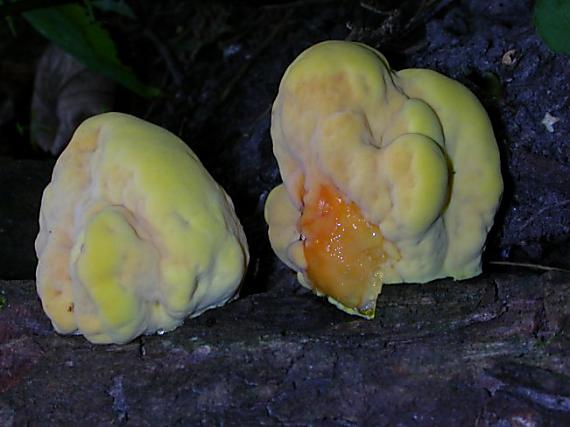 sírovec žlutooranžový Laetiporus sulphureus (Bull.) Murrill