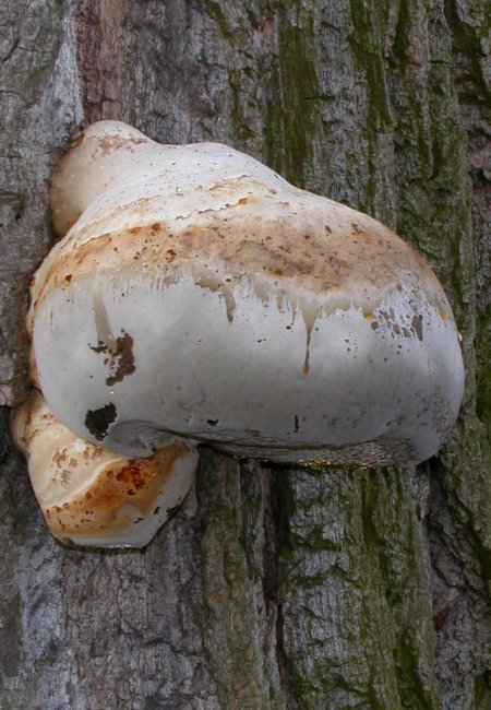 troudnatec kopytovitý Fomes fomentarius (L.) J.J. Kickx