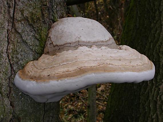 troudnatec kopytovitý Fomes fomentarius (L.) J.J. Kickx