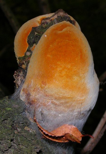 ohňovec sp.? Phellinus sp.?