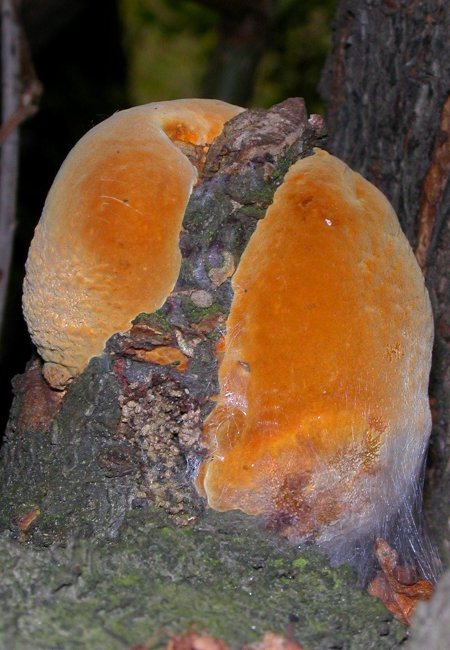 ohňovec sp. Phellinus sp.