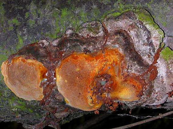 ohňovec sp.? Phellinus sp.?