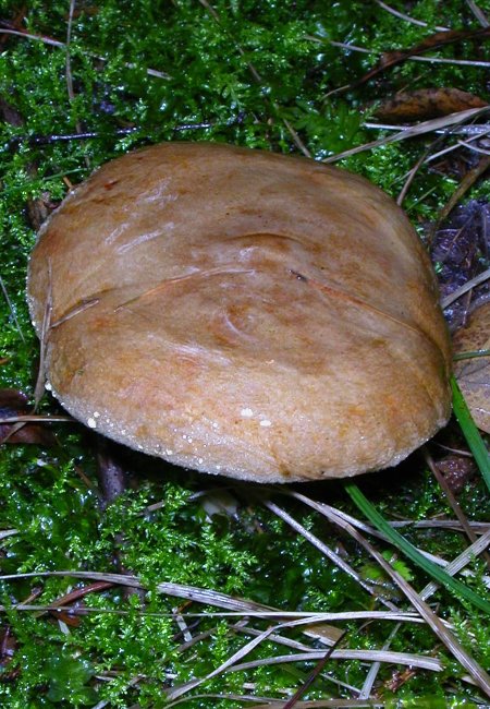 čechratka podvinutá Paxillus involutus (Batsch) Fr.