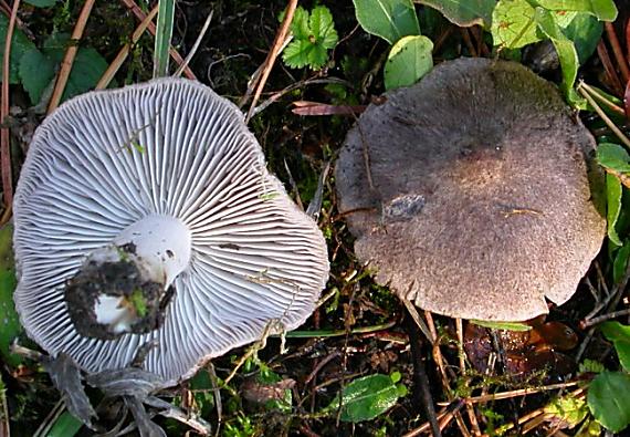 čirůvka zemní Tricholoma terreum (Schaeff.) P. Kumm.