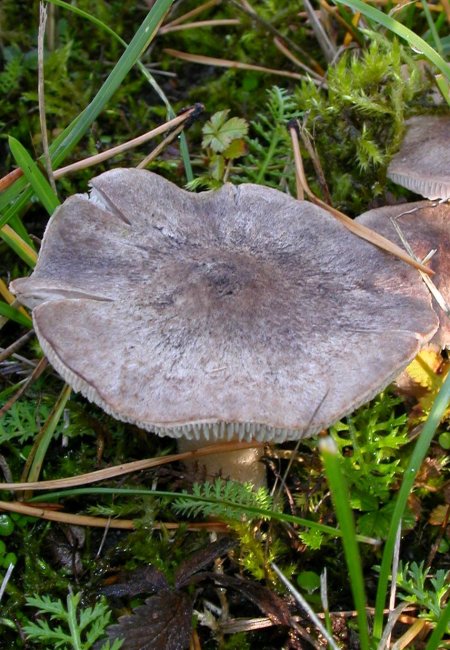 čirůvka zemní Tricholoma terreum (Schaeff.) P. Kumm.