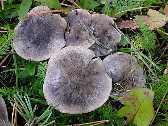 čirůvka zemní Tricholoma terreum (Schaeff.) P. Kumm.