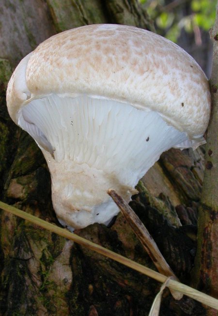 hlíva dubová Pleurotus dryinus (Pers.) P. Kumm.